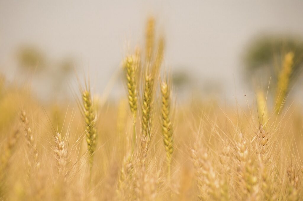 wheat, grain, crop